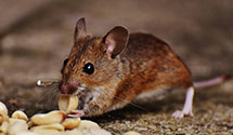 24 Hour & Emergency Exterminators in Livingston, NJ